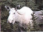 Moose 1