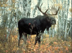 Moose 10