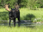Moose 11