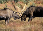 Moose 13