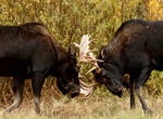 Moose 14