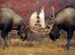 Moose 15