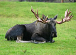 Moose 2