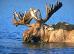 Moose 3