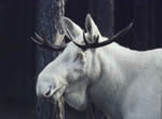 Moose 4