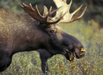 Moose 5