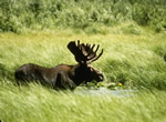 Moose 6