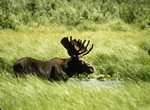 Moose 6