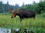 Moose 7