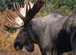 Moose 8
