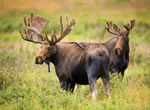 Moose 9