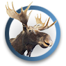 Moose Hunting Info